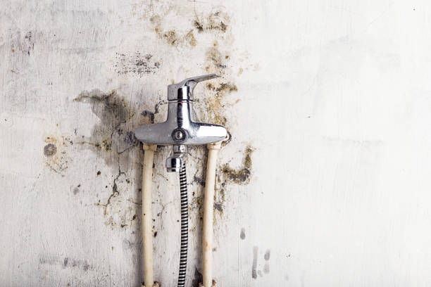Best Affordable Mold Removal  in Marshall, MN