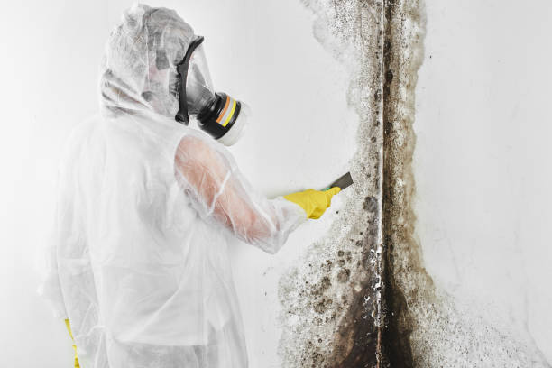 Best Mold Removal Near Me  in Marshall, MN