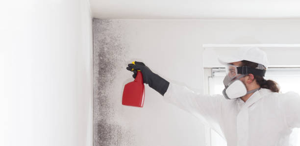 Best Mold Damage Repair  in Marshall, MN