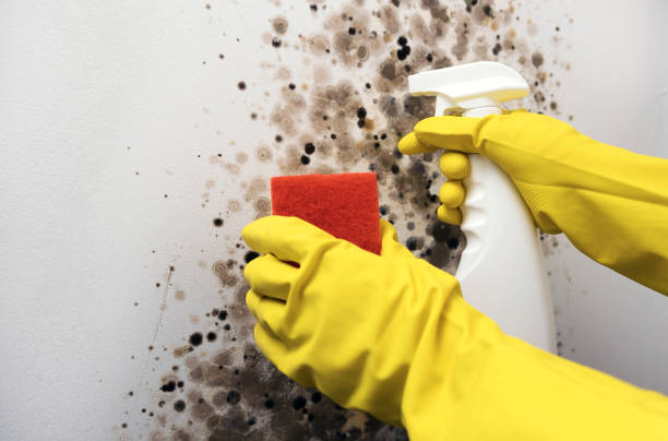 Best Office Mold Removal Services  in Marshall, MN