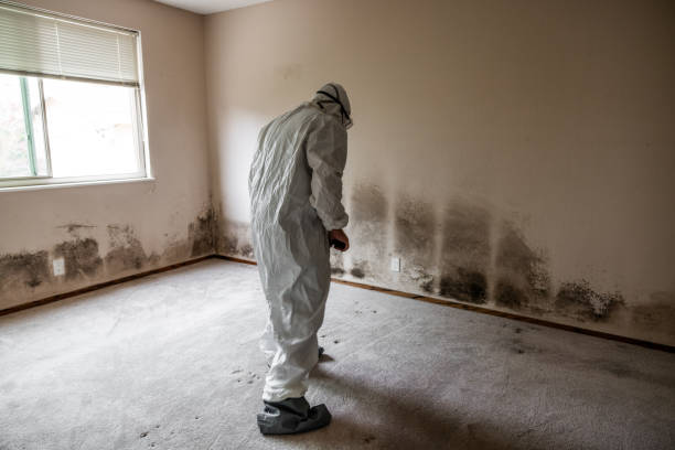 Best Emergency Mold Removal  in Marshall, MN