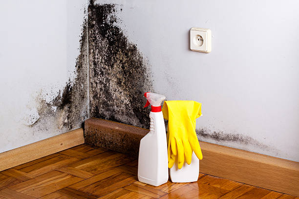 Best Crawl Space Mold Removal  in Marshall, MN